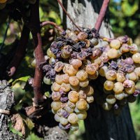 Botrytidy – barmalini / Shutterstock