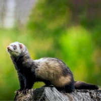 Fretka (Putorius furo) – jurra8 / Shutterstock