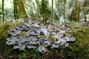 Hávnatka psí (Peltigera canina) – iwciagr / Shutterstock