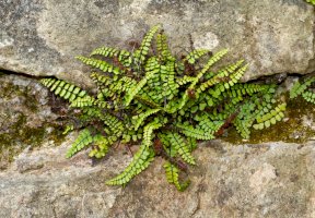 Sleziník červený (Asplenium trichomanes) – Matauw / Shutterstock