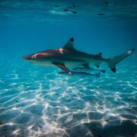 Žralok černoploutvý (Carcharhinus melanopterus) –  Bastian Bodyl shutterstock_672005077