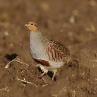 Koroptev polní (Perdix perdix) – Erni / Shutterstock