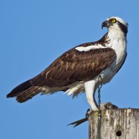 Orlovec říční (Pandion haliaetus) – Peter Schwarz / Shutterstock