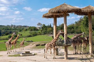 Stádo žiraf ve výběhu v ZOO Praha – Pritykin_Nikita / Shutterstock
