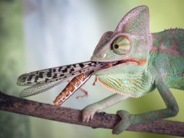 Chameleon, požírající hmyz – Irina Kozorog / Shutterstock