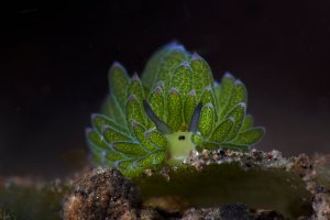 Možský plž Costasiella kuroshimae – Oksana Maksymova / Shutterstock