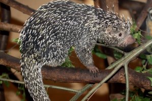 Kuandu obecný (Coendou prehensilis) – Michal Sloviak / Shutterstock