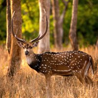 Axis indický – Aditya_24 / Shutterstock