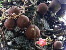 Lecythis zabucajo – DESIGNFACTS / Shutterstock