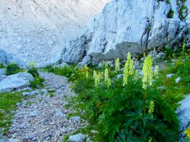 Oměj vlčí mor (Aconitum lycoctonum) – kato08 / Shutterstock