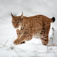Rys ostrovid (Lynx lynx) – Martin Mecnarowski / Shutterstock