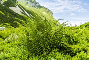Papratka vysokohorská (Athyrium distentifolium) – gubernat / Shutterstock