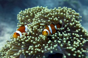 Klaun očkatý (<em>Amphiprion ocellaris</em>) – karen kayser / Unsplash