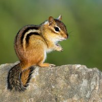 Čipmank východní (Tamias striatus) – RT Images / Shutterstock