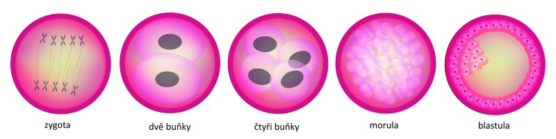 Vývoj organismu od stádia zygoty po blastulu, ilustrace – K.K.T Madhusanka / Shutterstock