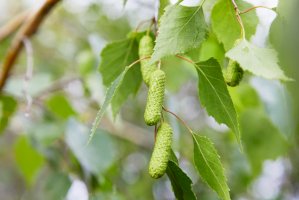 Bříza bělokorá (Betula pendula) – krolya25 / Shutterstock