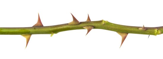 Emergence, trny na stonku řůže – Anton-Burakov / Shutterstock
