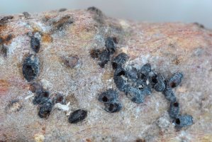 Kolonie vlnatky krvavé (Eriosoma lanigerum) usmrcené mšicovníkem vlnatkovým (Aphelinus mali) – Tomasz Klejdysz / Shutterstock