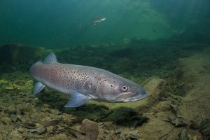 Hlavatka podunajská (Hucho hucho) – Rostislav Stefanek / Shutterstock