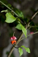 Brslen bradavičnatý (Euonymus verrucosa) – Habitus / Shutterstock