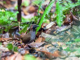 Mravenčíkovec šedoprsý (Formicarius analis) – Agami Photo Agency / Shutterstock