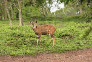 Lesoň jižní (Tragelaphus scriptus sylvaticus) – Wildnerdpix / Shutterstock