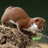 Lasice kolčava (Mustela nivalis) – M Rose / Shutterstock