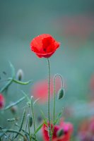 Mák vlčí (<em>Papaver rhoeas</em>) – Diana Parkhouse / Unsplash