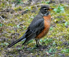 Drozd stěhovavý (Turdus migratorius) – akslocum / Shutterstock