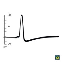Akční potenciál: klidový potenciál -45 mV, akční potenciál +40 mV – CoJeCo.cz (CC BY-SA 4.0)