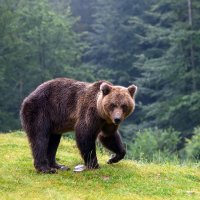 Medvěd hnědý (Ursus arctos) – Volodymyr Burdiak / Shutterstock