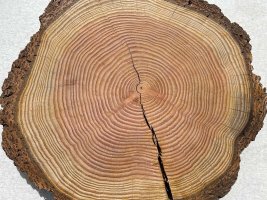 Letokruhy na řezu kmene – Manfred Ruckszio / Shutterstock