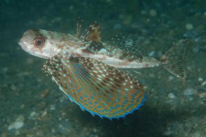 Letucha středomořská (Dactylopterus volitans) – Jesus Cobaleda / Shutterstock