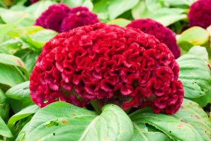 Nevadlec stříbrný (Celosia argentea) – Amawasri Pakdara / Shutterstock