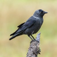Kavka obecná (Corvus monedula) – John Navajo / Shutterstock