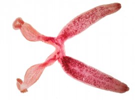 Žábrohlíst dvojitý (Diplozoon paradoxum) pod mikroskopem – D. Kucharski K. Kucharska / Shutterstock