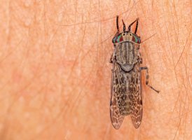 Bzikavka dešťová (Haematopota pluvialis), lidově zvaná hovado – Ihor Hvozdetskyi / Shutterstock