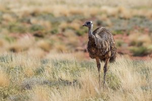Emu hnědý (Dromaius novaehollandiae) – Wright Out There / Shutterstock