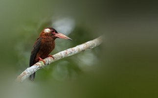 Leskovec krátkoocasý (Galbalcyrhynchus leucotis) – Wang LiQiang / Shutterstock