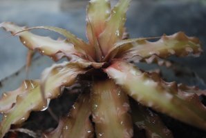 Cryptanthus acaulis, Bandung, Indonésie – Amoyndu / Shutterstock