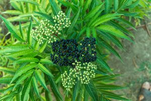 Bez chebdí (Sambucus ebulus), detail větvičky s listy a plody – Elvin Photo / Shutterstock
