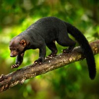 Hyrare (Tayra, Eira barbara), Kostarika – Ondrej Prosicky / Shutterstock