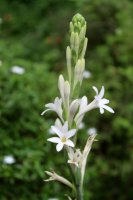 Kvetoucí tuberóza neboli noční hyacint (Polianthes tuberosa) – CHANNEL M2 / Shutterstock