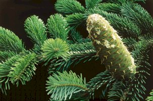 Jedle bělokorá (Abies alba) – COULANGES / Shutterstock