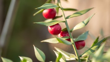 Fylokladia na větvičce listnatce ostnitého (Ruscus aculeatus) – Zoran Milosavljevic / Shutterstock