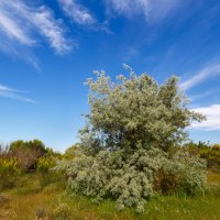 Hlošina úzkolistá (Elaeagnus angustifolia) – LFRabanedo / Shutterstock