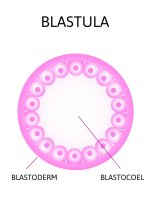 Blastocel uvnitř blastuly, ilustrace – Betty Ray / Shutterstock