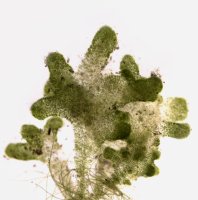 Sladkovodní řasa z rodu Chaetophora, detail – Maple Ferryman / Shutterstock