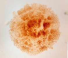 Gastrula žáby – varotohm / Shutterstock