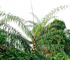 Rotan rákosovitý (Calamus rotang) – Cheng Wei / Shutterstock